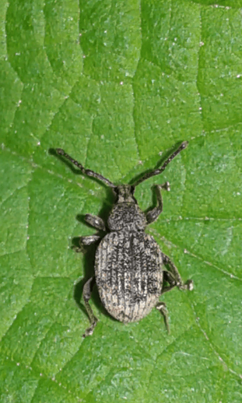 Curculionidae ; Otiorhynchus sp.?